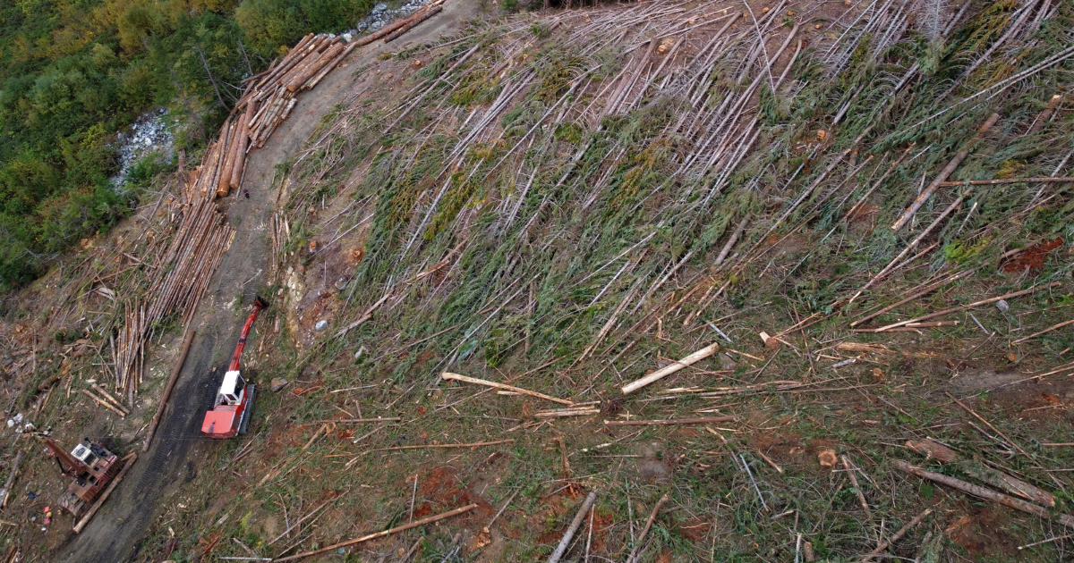 An aerial photo of a logging area. End of image description. 