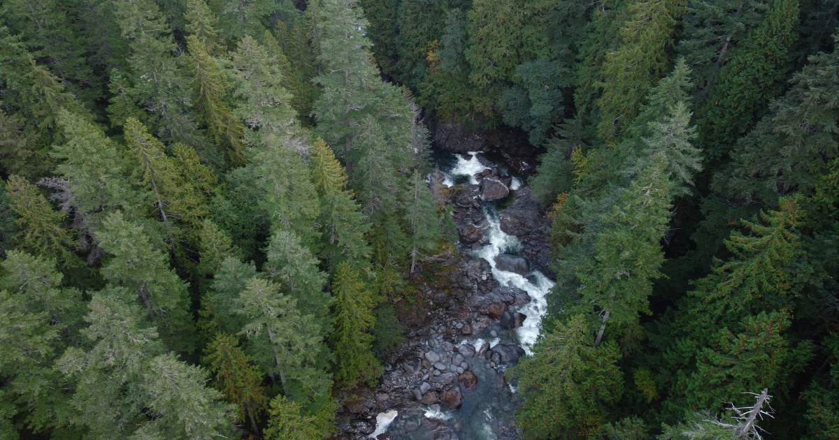 An aerial photo of a forest with a stream running through it. End of image description.