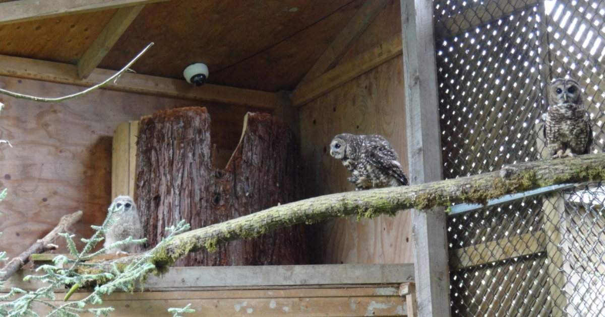 Three spotted owls sitting on a branch in an enclosure. End of image description.