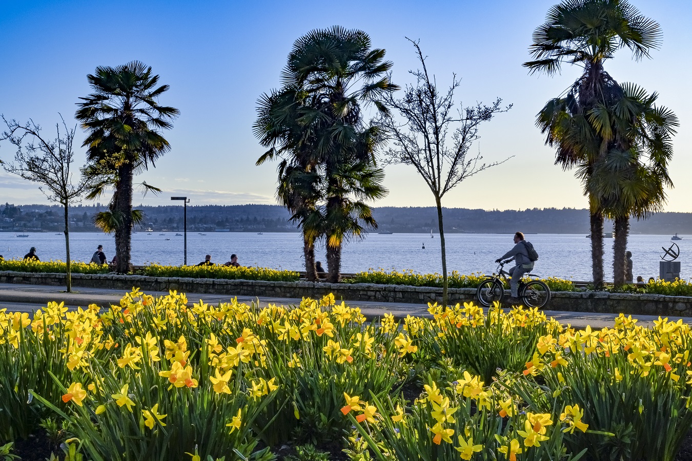A photo of a person biking in front of a field of daffodils. End of image description.