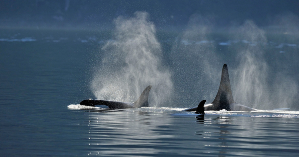 A pod of orcas swimming through the ocean. End of image description.