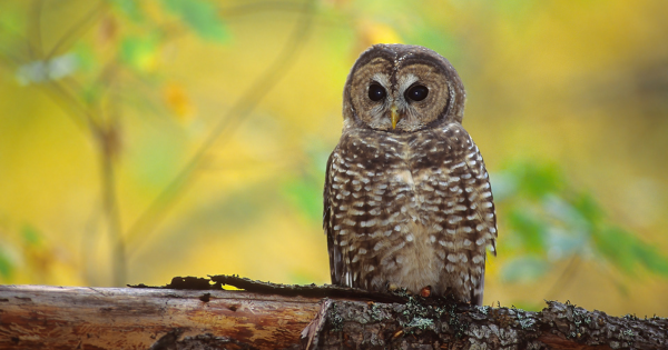 A spotted owl in the forest. End of image description.