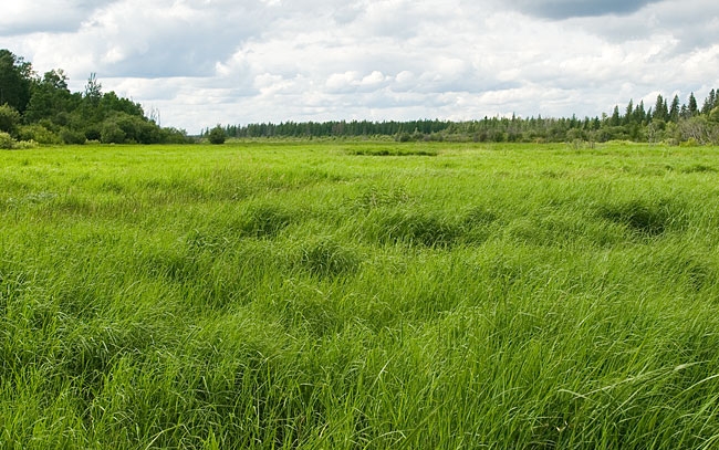 An open grassy meadow with forest in the distance, bright sky with fluffy white clouds above