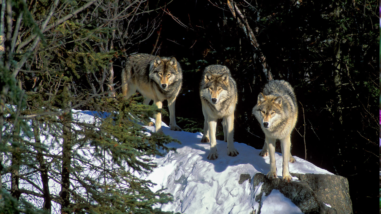 Eastern grey wolves (Robert McCaw).