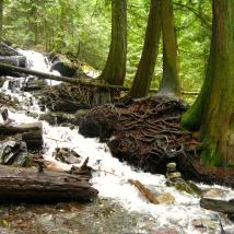 A creek falling over rocks and tree roots in a forest