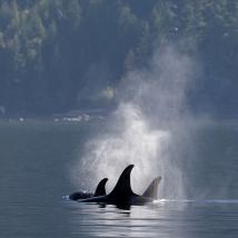 Killer whale fins and mist breaching the ocean surface.