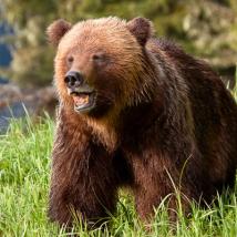 Grizzly bear in the grass.