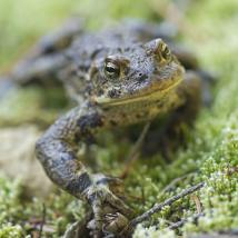 Closeup of a western toad crawling on moss.