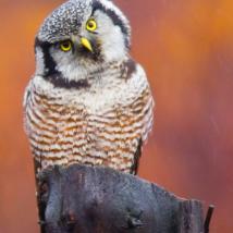 An owl looking into the camera with its head tilted.