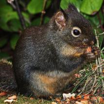 Douglas squirrel (not actually Harry)