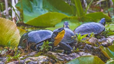 gravel pits and species at risk don't mix