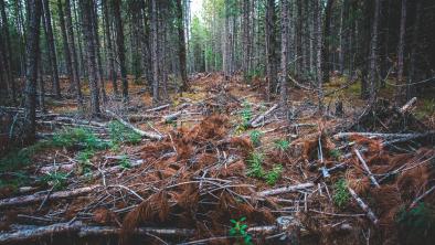 Unprotected forest in Algonquin Provincial Park