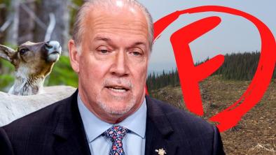 A photo of John Horgan against a backdrop of a southern mountain caribou on the left and a big cutblock with a red F for Fail on the right