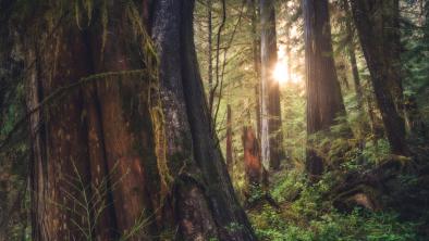 Sun shining through coastal rainforest, with a big tree in the foreground