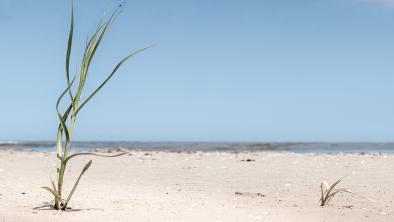 A dry lakeshore with one lone grass