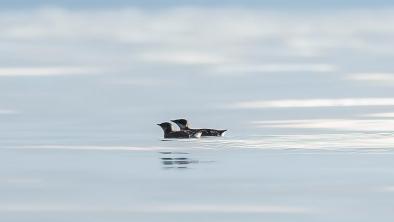 Two marbled murrelets floating on the ocean