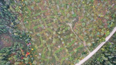 Aerial view of a vast expanse of forests and wetlands.