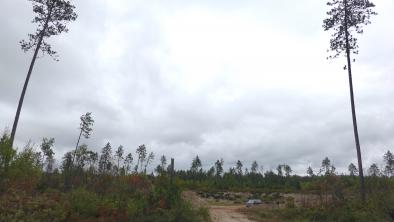 Only two tall trees remain in a logged area on opposite sides of a logging road in Algonquin Park. 