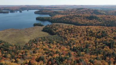 Aerial view of a vast expanse of forests and wetlands.