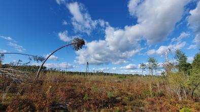 A single tall tree left in a logged area is barely hanging on.