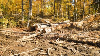 Mud, sticks and a few logs, with what's left of the forest in the background.