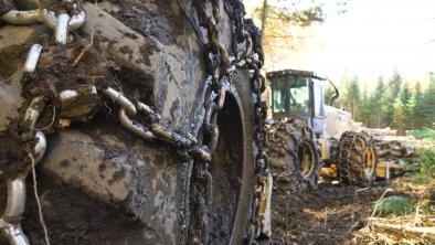 A closeup of large, chained tires with a forklift and logs in the background.