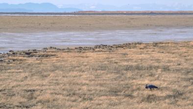 Grassy shores of the Fraser river with a single great blue heron standing in the grass.