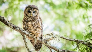 A spotted owl looking down from a branch.