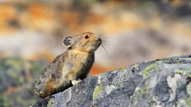 A collared pika (small mammal) standing on a rock.