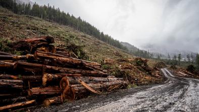 Sierra Club BC. At-risk old growth forest was logged in April 2022 that should have been identified as a candidate for immediate deferral (Mya Van Woudenberg).