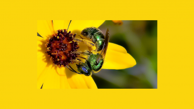 The native sweat bee pictured above is perfect for pollinating native flowers.