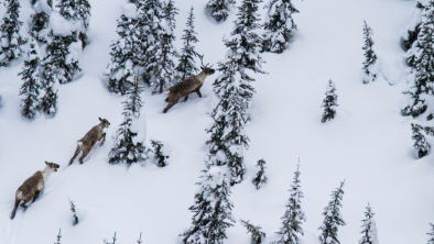 Three caribous running through a snowy forest. End of image description. 
