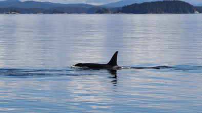 A single killer whale swimming by itself. End of image description 