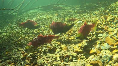 A run of salmon - one of them look sick with white spots and a decaying tail. End of image description.