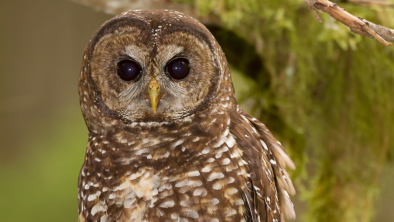 A spotted owl stares at the camera. End of image description.