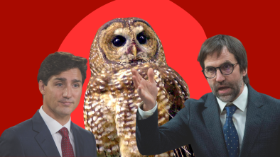 Spotted owl shown with Prime Minister Justin Trudeau and Environment Minister Steven Guilbeault