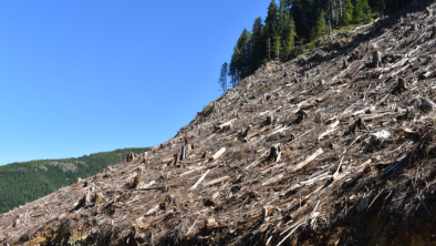 Someone standing in the middle of a large patch of logged old-growth. End of image description.