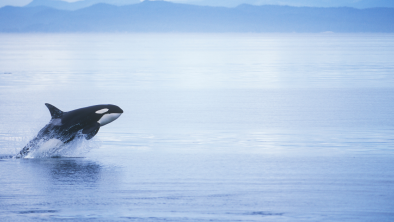 A killer whale breaching our of the water. End of image description. 