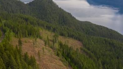 Logging begins at Argenta Face, Kootenay Lake.