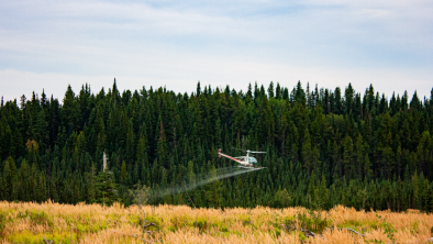 A helicopter spraying herbicide over a field. End of image description.