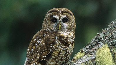 A spotted owl perched on a tree, looking at the camera. End of image description.
