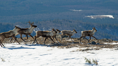 Members of a caribou herd running together in the snow. End of image description. 