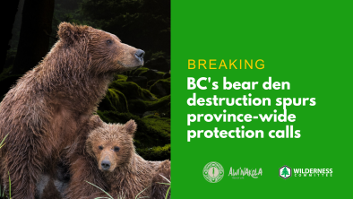 Mother bear with cub in tall grass with the text: Breaking, BC's bear den destruction spurs province-wide protection calls