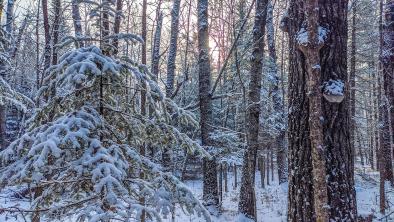 A poplar forest in winter
