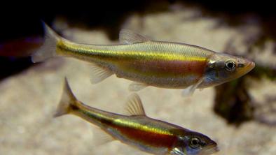 Two Redside Dace minnow fishes. End of image description. 