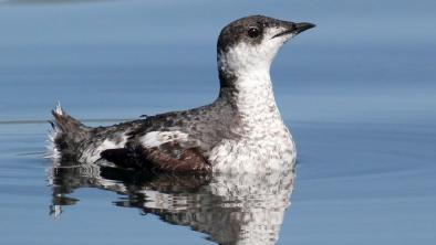 A marbled murrelet swimming in the water. End of image description. 