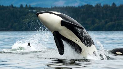 Photo: Killer whale breaching (Dave Hutchison).