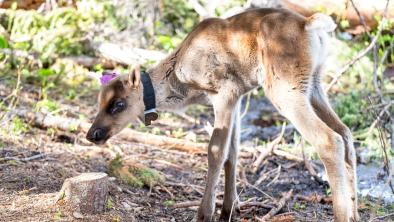 A sun-dappled baby caribou walking on a forest floor with wobbly legs. 