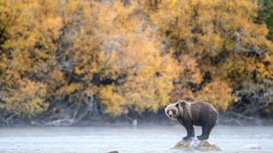 Photo: A grizzly bear near Blue River, B.C. (John E. Marriott) 