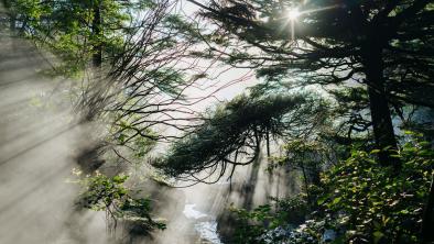  Sunlight shines through a lichen-covered old-growth forest (Agathe Bernard).